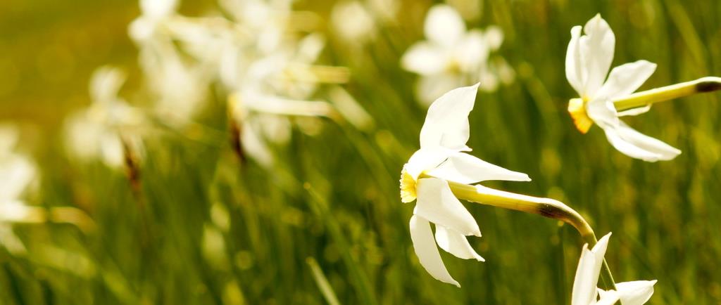 Narcise (Pomlad/poletje 2020)